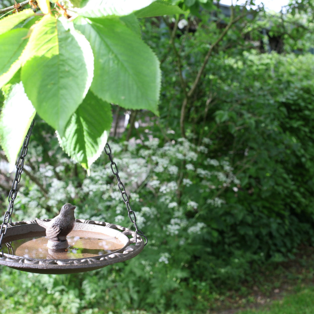Vogeltränke
